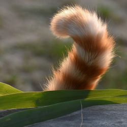 stripy orange cat tail sticking up behind a fence with some green leaves