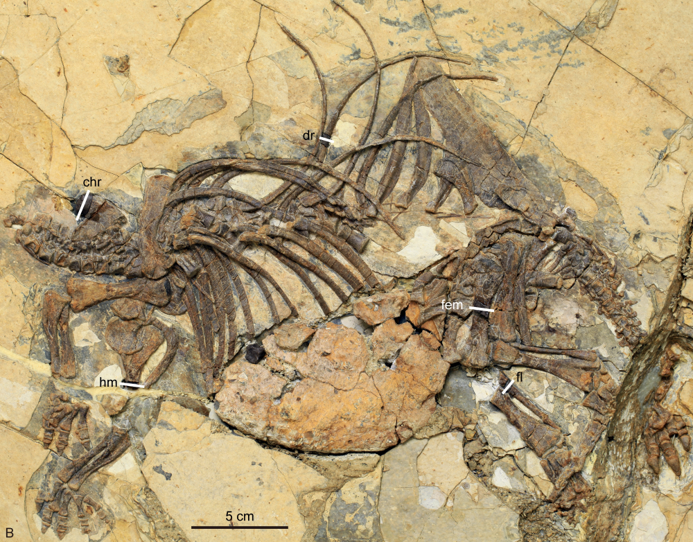 an ankylosaur fossil 