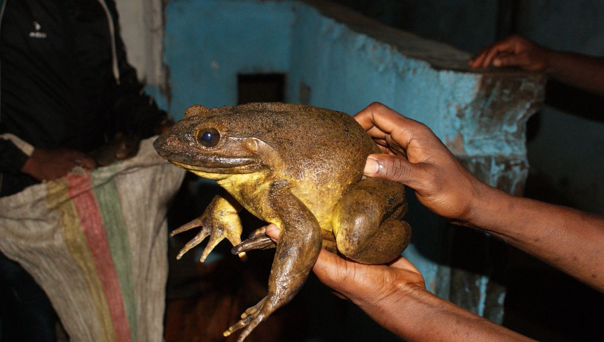 Temui Katak Goliath: Spesies Katak Terbesar di Dunia Seberat 3,3 Kg