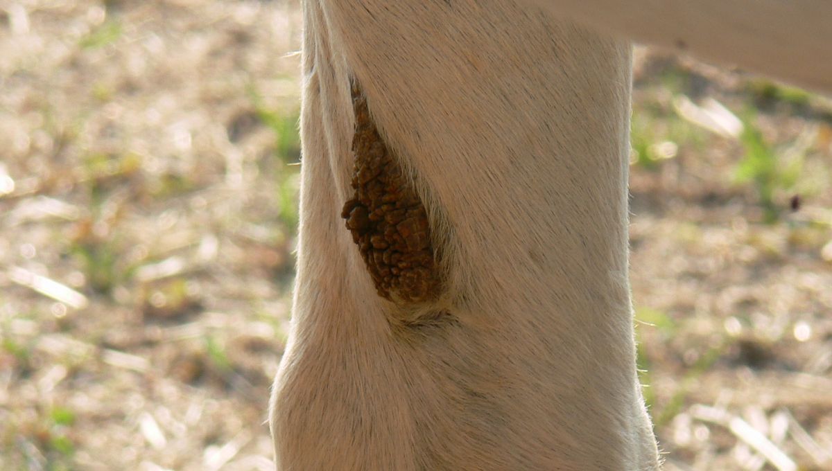 Apa Itu Kestrel Kuda? Sisa Evolusi Yang Disukai Anjing