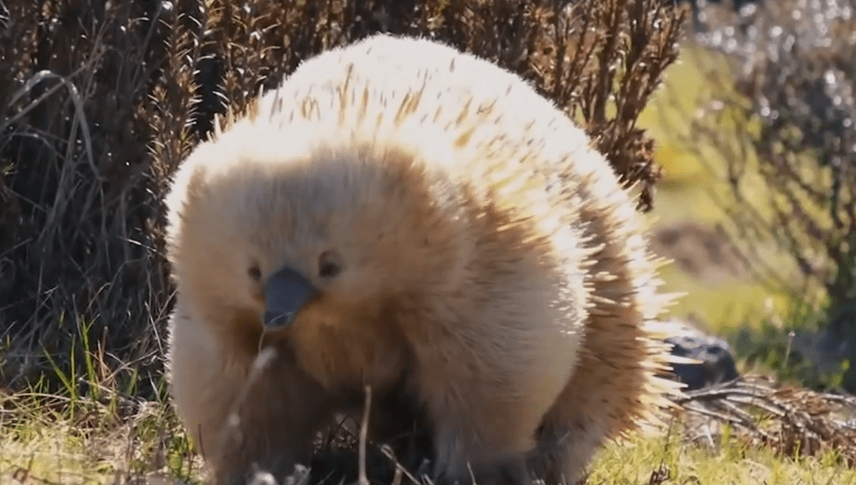 Echnida Albino Putih Langka Ditemukan di Alam Bebas (Video)