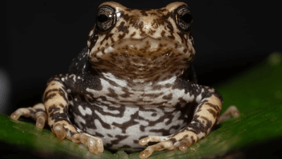 a spotted toad with white skin and brown freckles