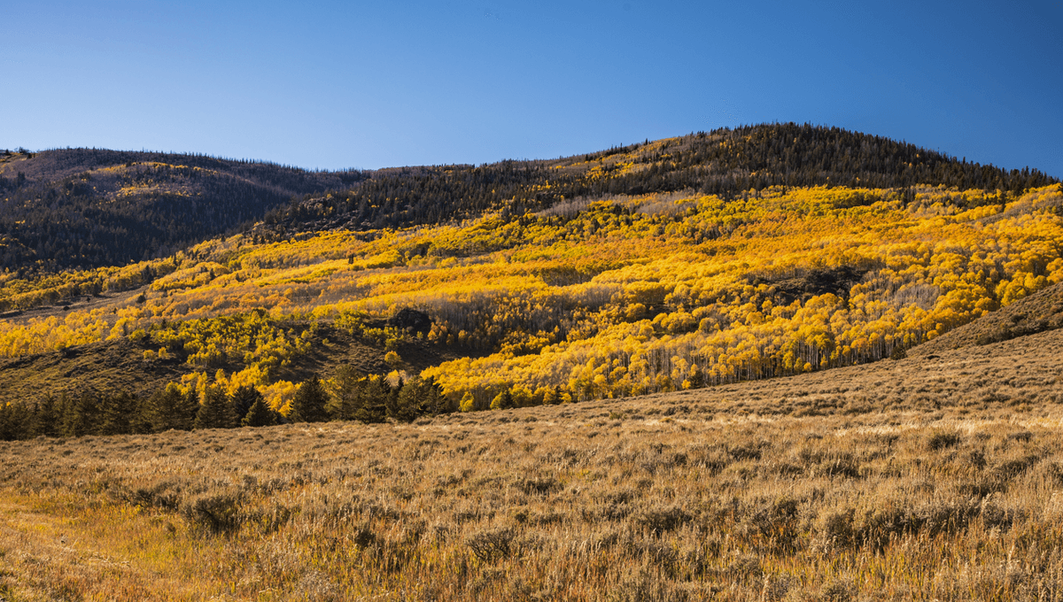 Dengarkan Pando, Pohon Hidup Terbesar, Menggeram dan Bergemuruh
