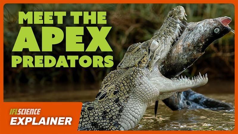 A crocodile eating a fish