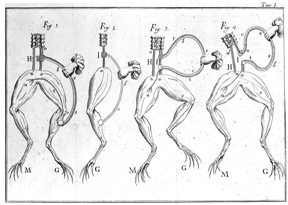 An illustration of how the frogs were prepared for Galvin's experiments. They are cut off at the waist so the legs are intact and associated nerves exposed An illustration of how the frogs were prepared for Galvin's experiments. They are cut off at the waist so the legs are intact and associated nerves exposed
