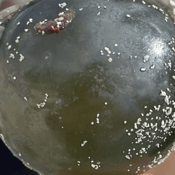 Sailor's Eyeballs, aka sea pearls, are one of the largest ­– if not the largest ­– single-cell organisms in the world.