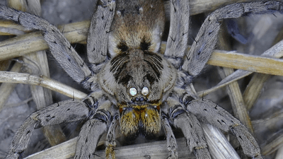 wolf spider eyes glow when you shine a light at night