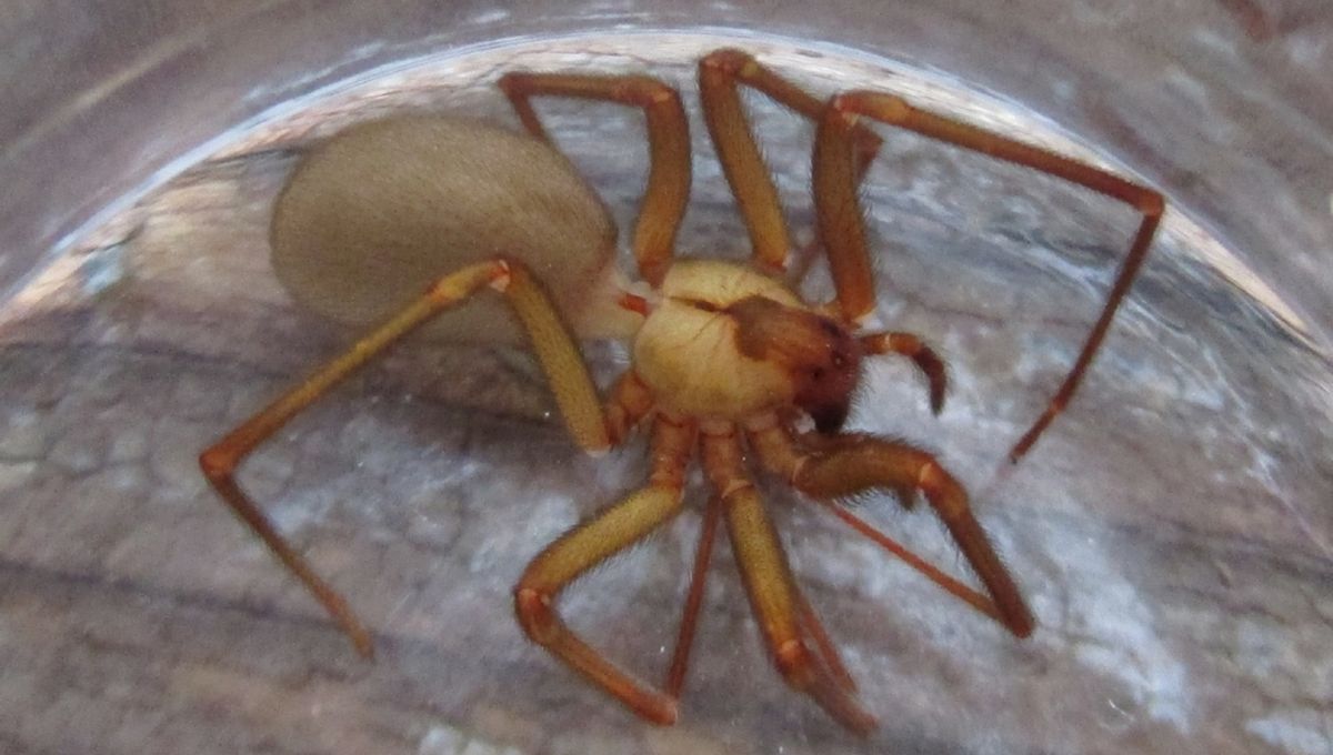 What Happened When A Kansas Family Lived With 2,055 Brown Recluse Spiders For Over 5 Years