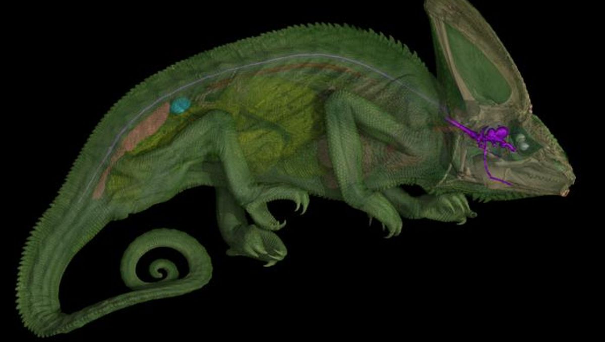 Chameleons’ Spiral Optic Nerves Allow Them To Move Their Eyes Independently