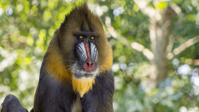 mandrill male