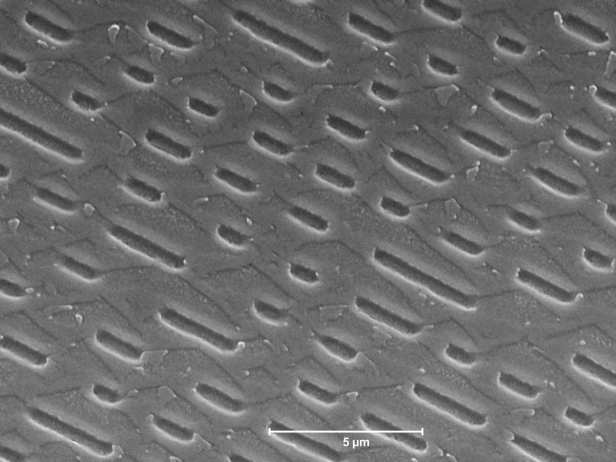 Scanning electron microscope image of data pits pressed in the compact disk