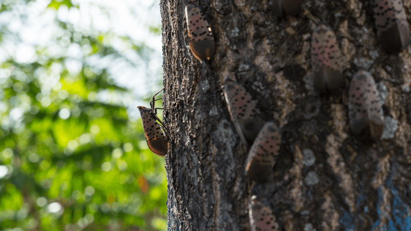 Spotted lanternflies on a “tree of heaven”