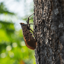 Spotted lanternflies on a “tree of heaven”