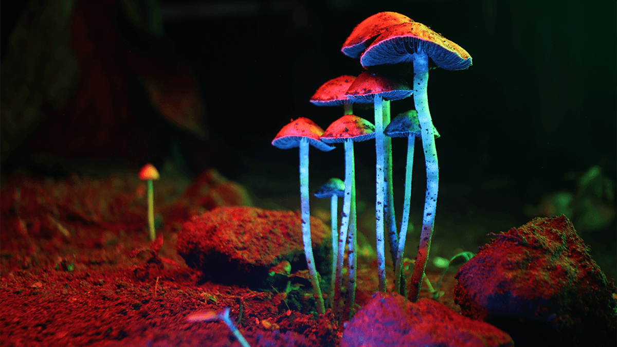 Why Did "Magic Mushrooms" Evolve To Be Hallucinogenic – What's In It For The Mushrooms?