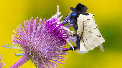 close up photograph of a bee on a flower, edited so that it is wearing a fedora hat and a trench coat