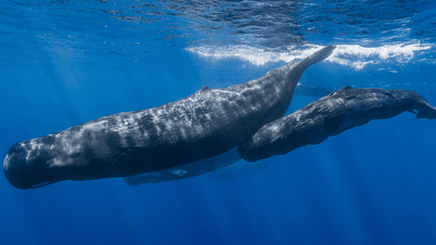 mother and baby sperm whale swimming together