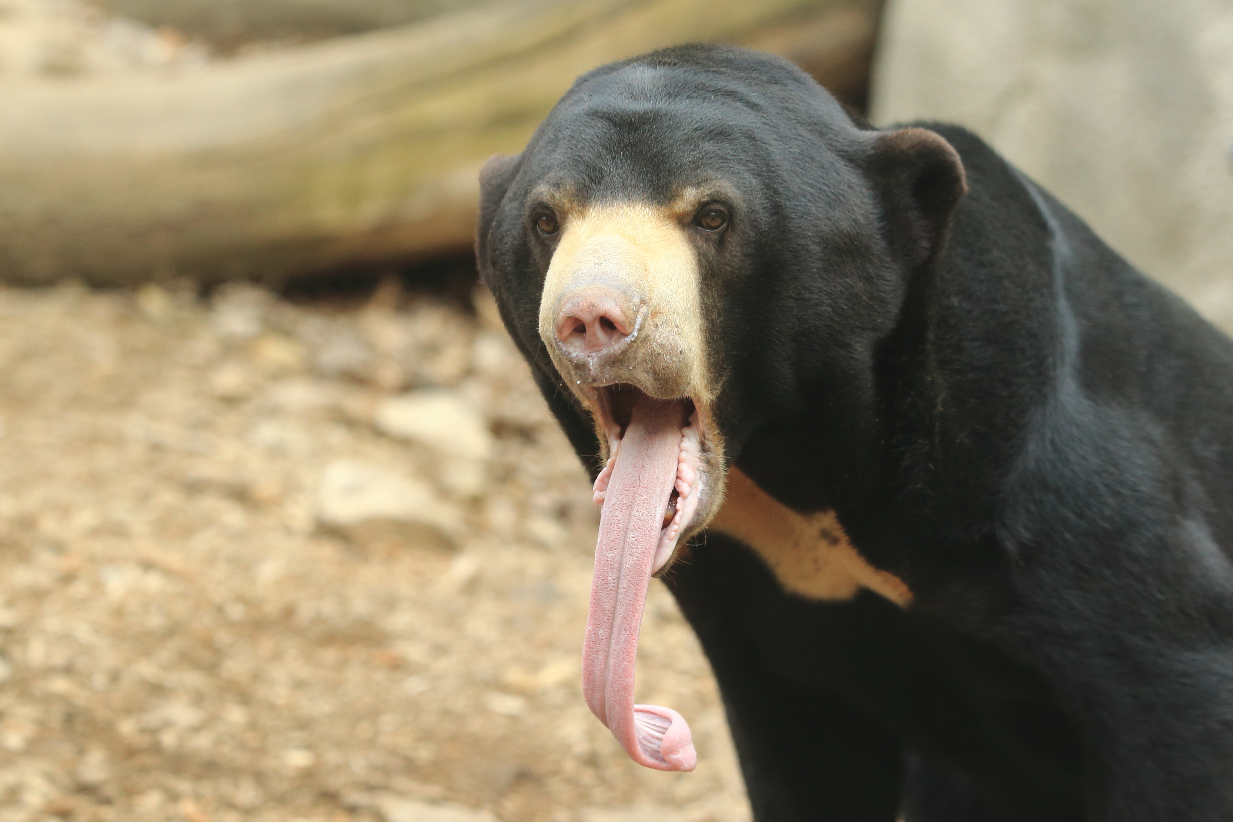 Sun bear with tongue sticking out Sun bear with tongue sticking out
