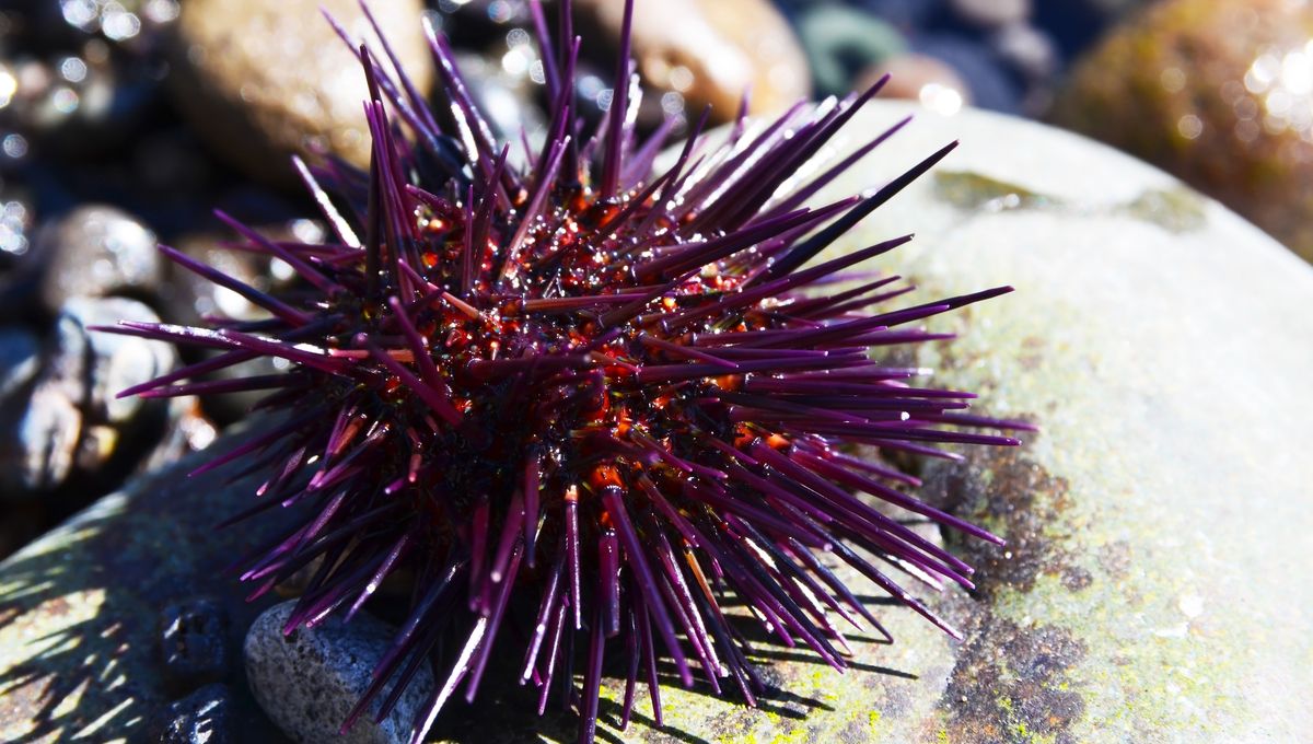 Sea Urchins Have Bizarre “All-Body Brains” That Challenge What We Know About Evolution of Nervous Systems