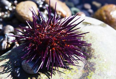 Purple sea urchins (Paracentrotus lividus) on a rock by the sea.
