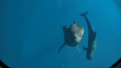Two short-finned pilot whales with one looking directly at the camera seemingly smiling