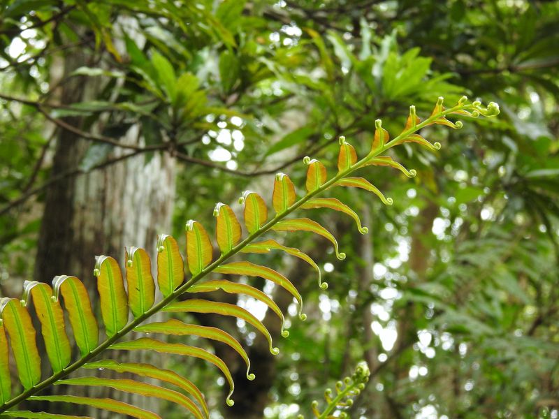 Blechnum orientale, a green fern plant, growing in Taiwan.