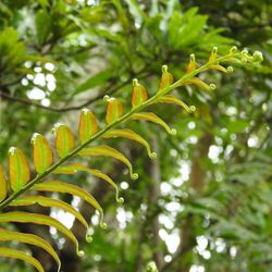 Blechnum orientale, a green fern plant, growing in Taiwan.