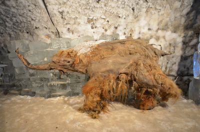 Yuka the woolly mammoth on display in a frozen collection. 