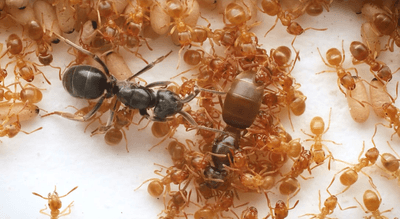 One-on-one, the Lasius orientalis queen on the left might be able to kill the L. flavus queen in her own nest, but that's harder with so many workers around, so she turns the workers against their own mother, with fatal results.