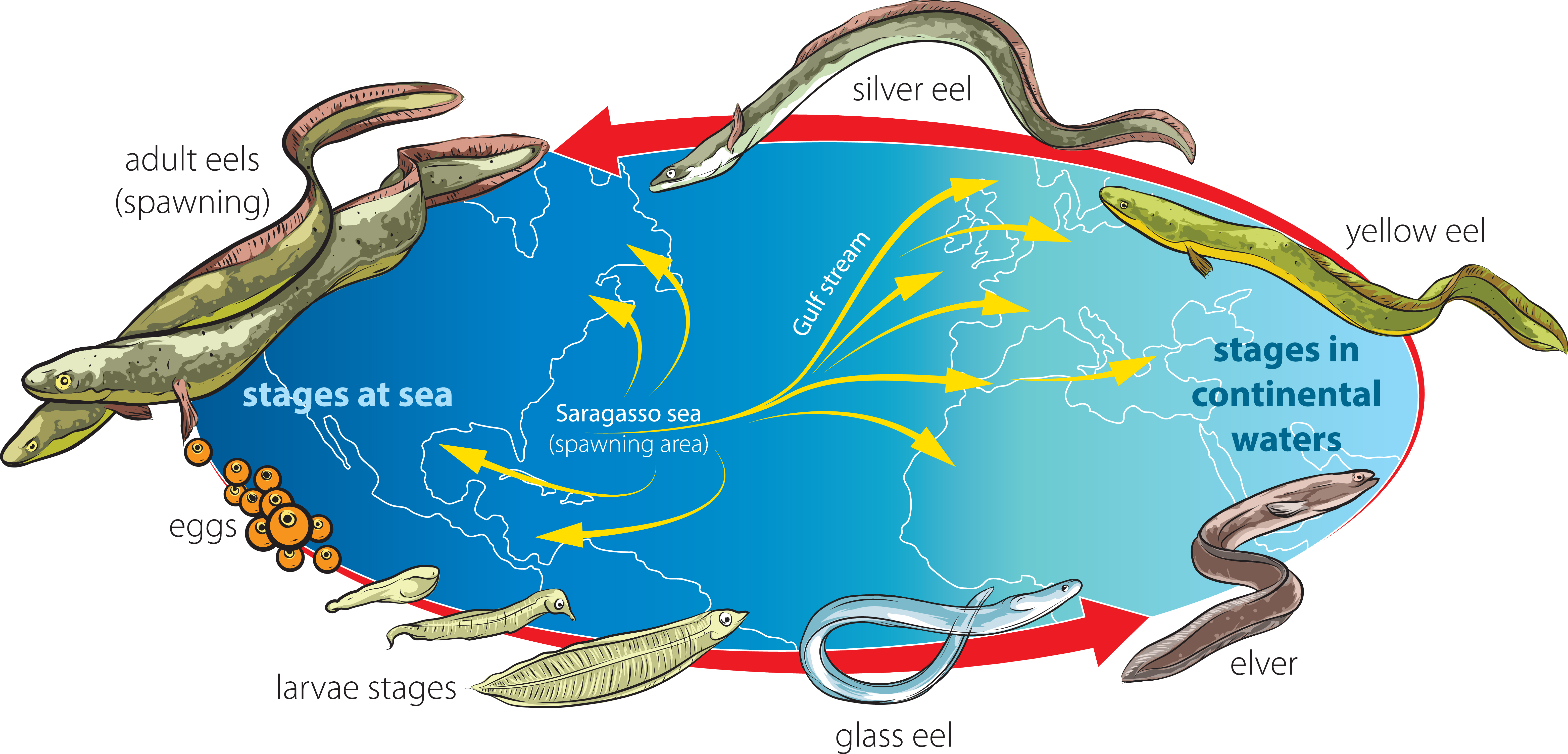 Life cycle of an eel diagram