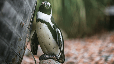 african penguin stood next to a boat