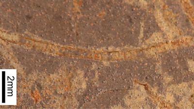 a thin strip of square cells for a chaing among a rock. That is the fossil.
