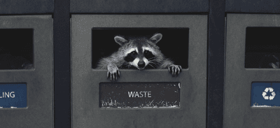 A North American raccoon in a city trash can dumpers