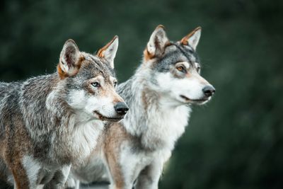Gray wolves