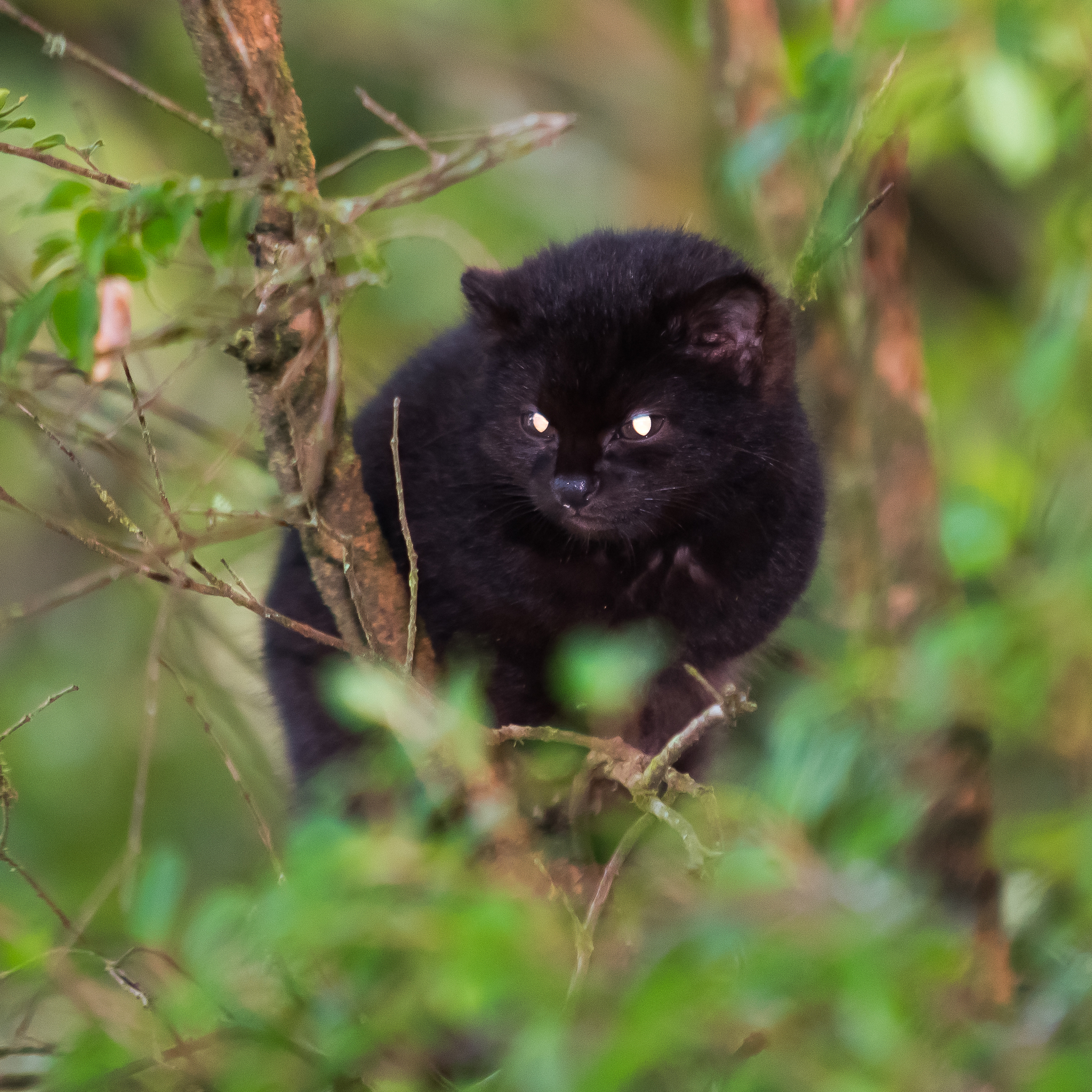Melanistic  Leopardus guigna in a tree with all black fur and nose.