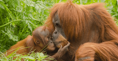 Two orangutans, parent and child, kissing lips