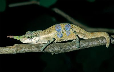 A small green and blue chameleon with a long nasal appendage on a tree branch
