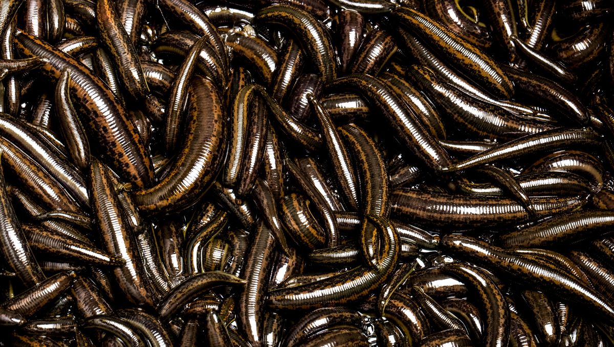 The Leech Craze: The Medical Fad That Nearly Eradicated A Species