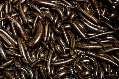 A photo showing dozens of leeches all squirming over one another.