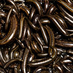 A photo showing dozens of leeches all squirming over one another.