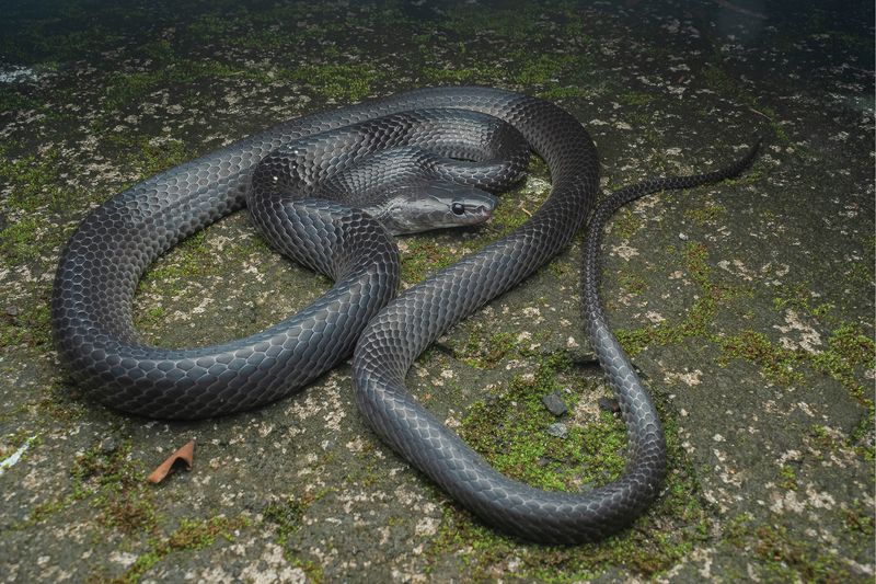 A medium sized shiny black and grey snake on a mossy surface.