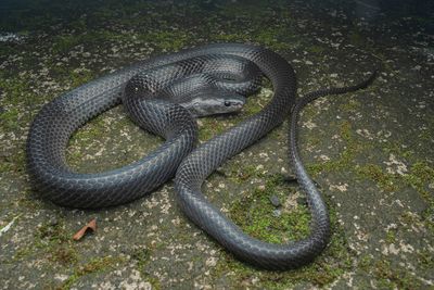 A medium sized shiny black and grey snake on a mossy surface.