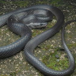 A medium sized shiny black and grey snake on a mossy surface.