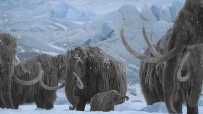a family of woolly mammoths standing in the snow