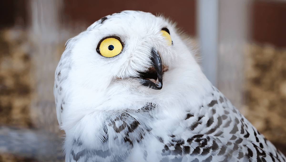 Can You See An Owl's Eye Through Its Ear?