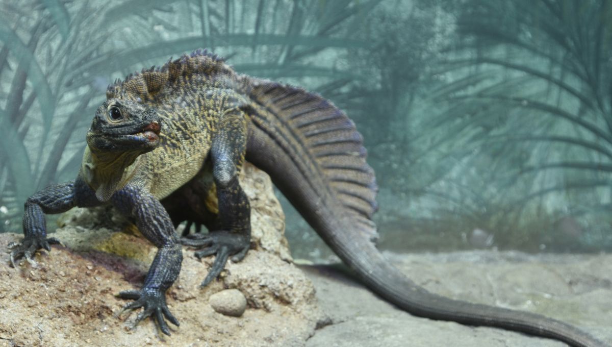 Iguana Sirip: Reptil Semi-Akuatik Aneh Mirip Dinosaurus