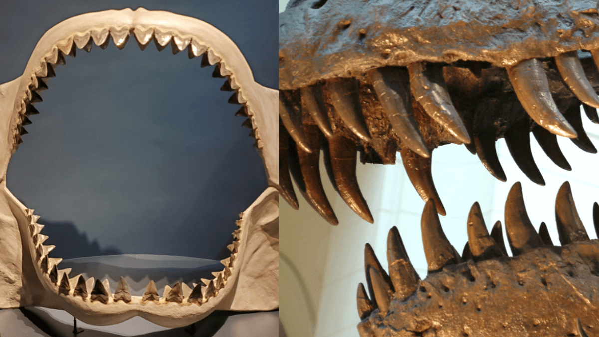Megalodon VS T. Rex: Who Had The Biggest Teeth?