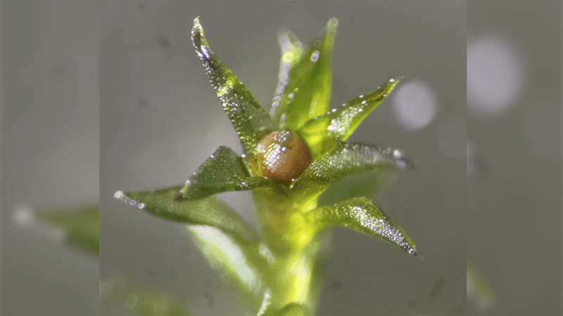 A reddish-brown sporophyte can be seen at the top center of a leafy gametophore.