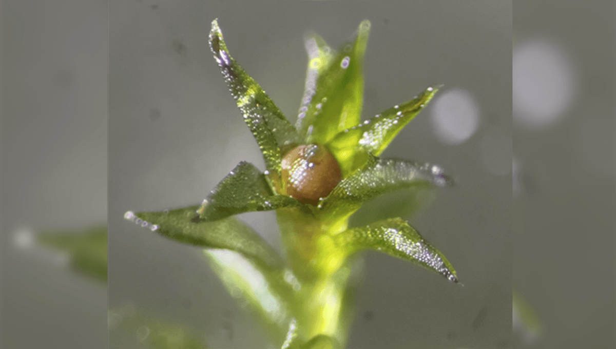 Spora Moss Tunjukkan Ketahanan Luar Biasa di Luar Angkasa Selama 9 Bulan