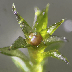 A reddish-brown sporophyte can be seen at the top center of a leafy gametophore.