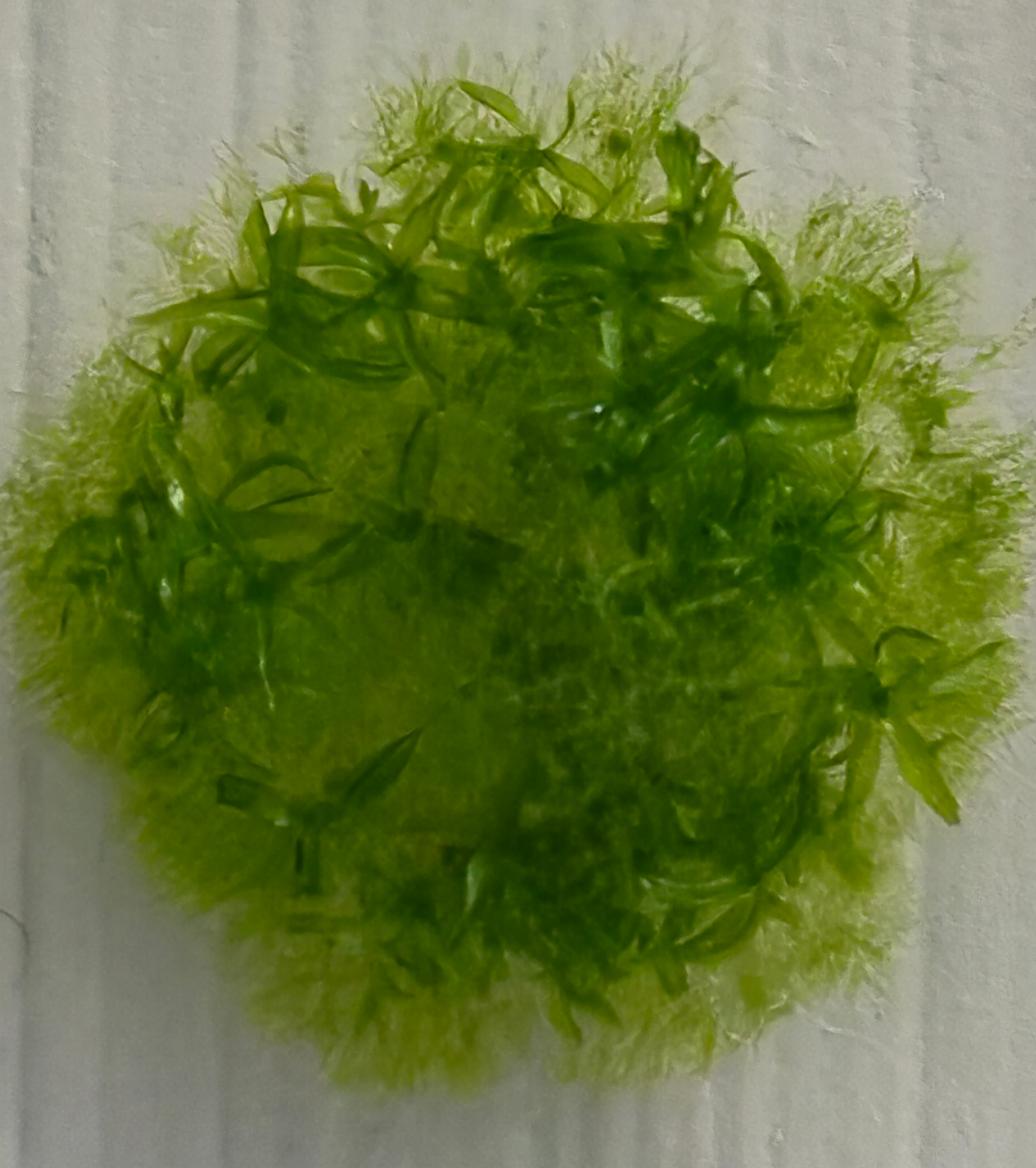 宇宙から帰還したミズゴケの胞子